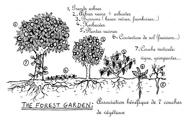 forest garden