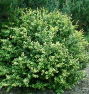 Ilex crenata 'Convexa'