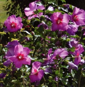 Hibiscus-herbacés
